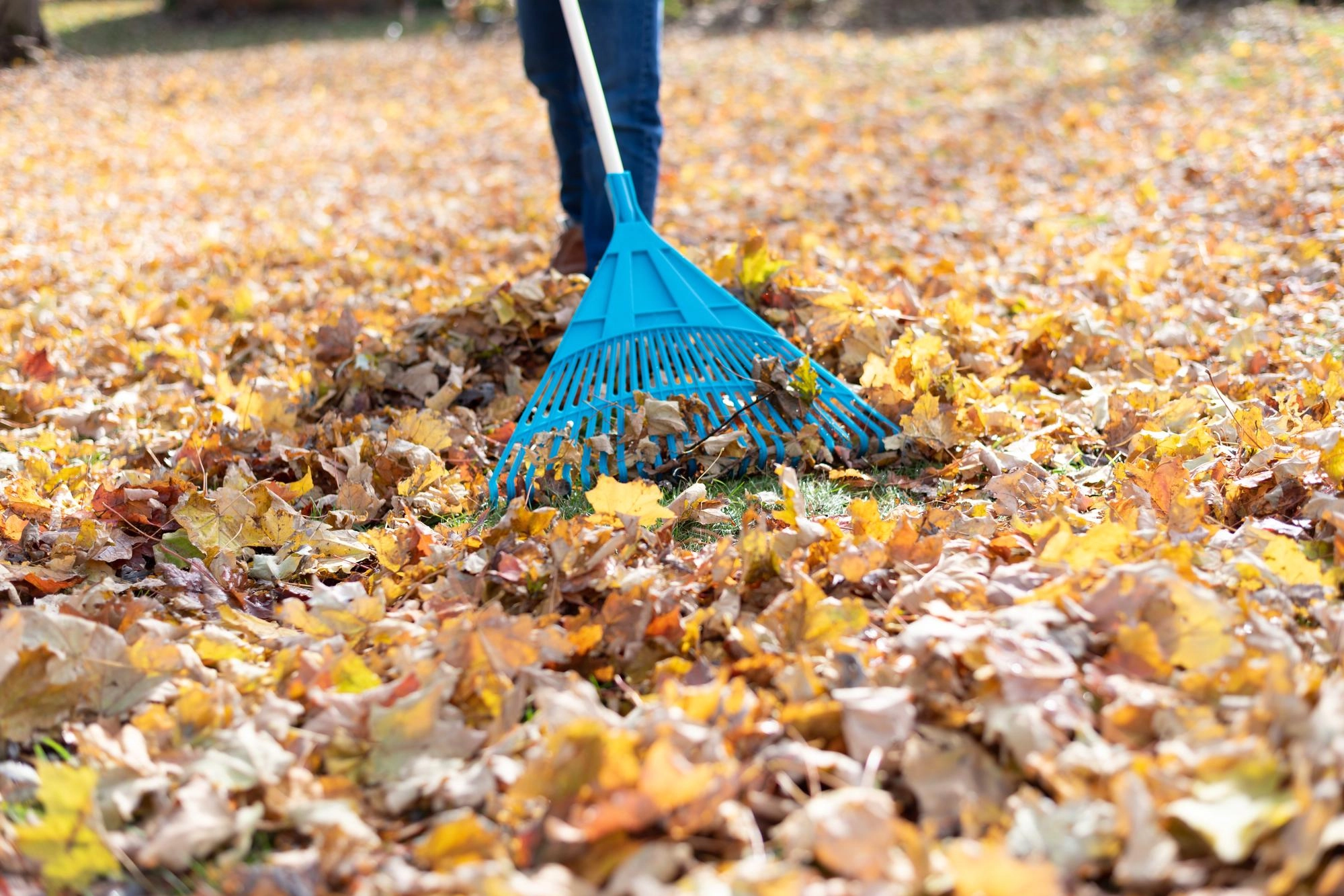 Fall To Spring Spring & Fall Cleanup | Minnesota Landscaping Services - Grussendorf